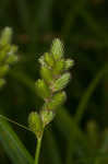 Blunt broom sedge